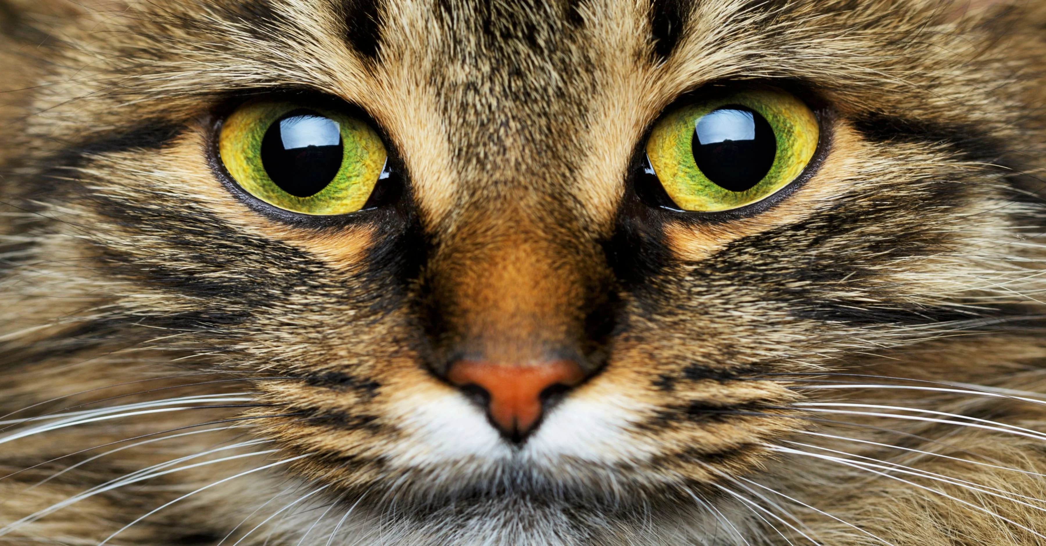 Устройство кошачьего глаза