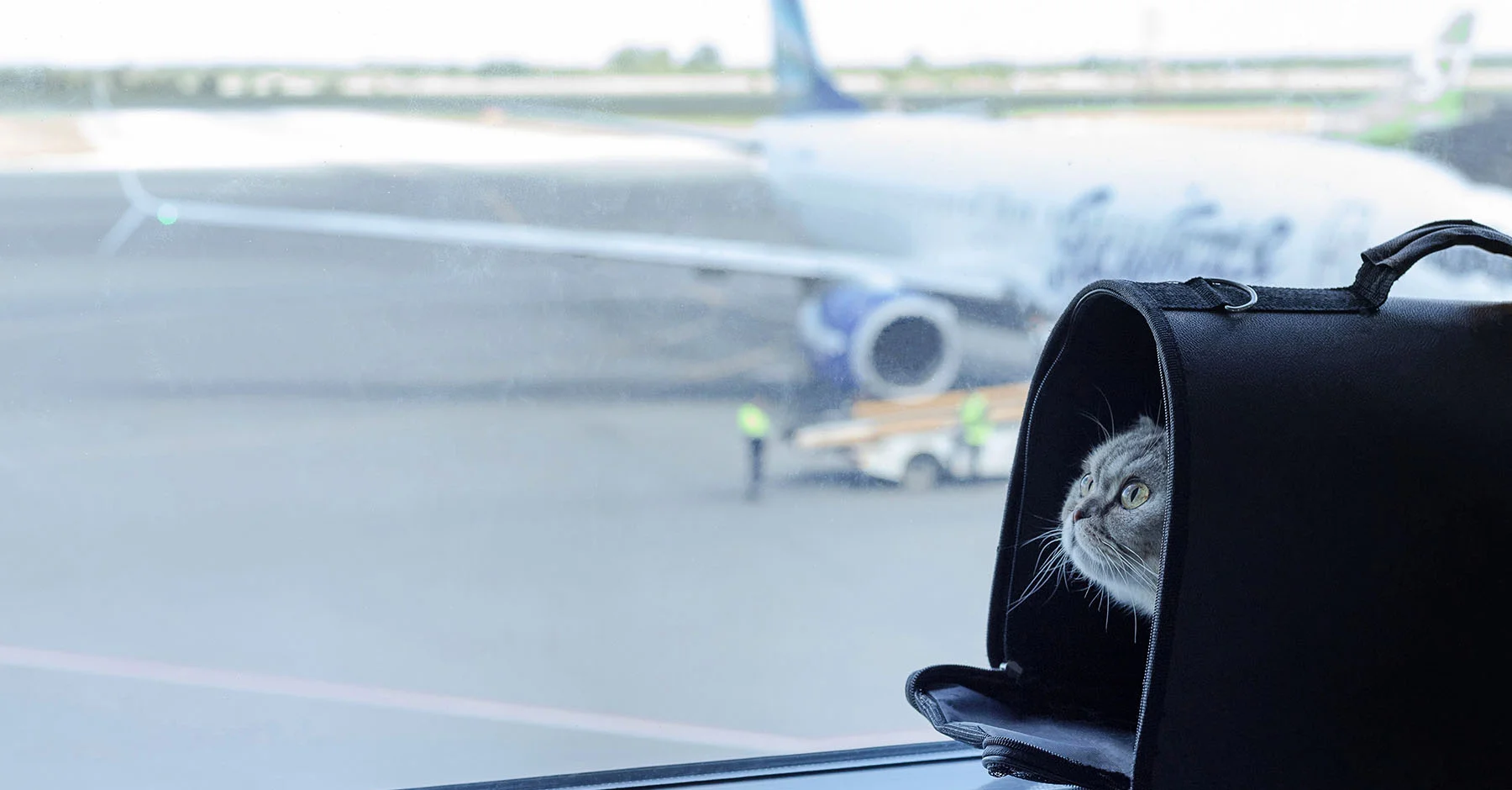 Перевозка кошки на самолете