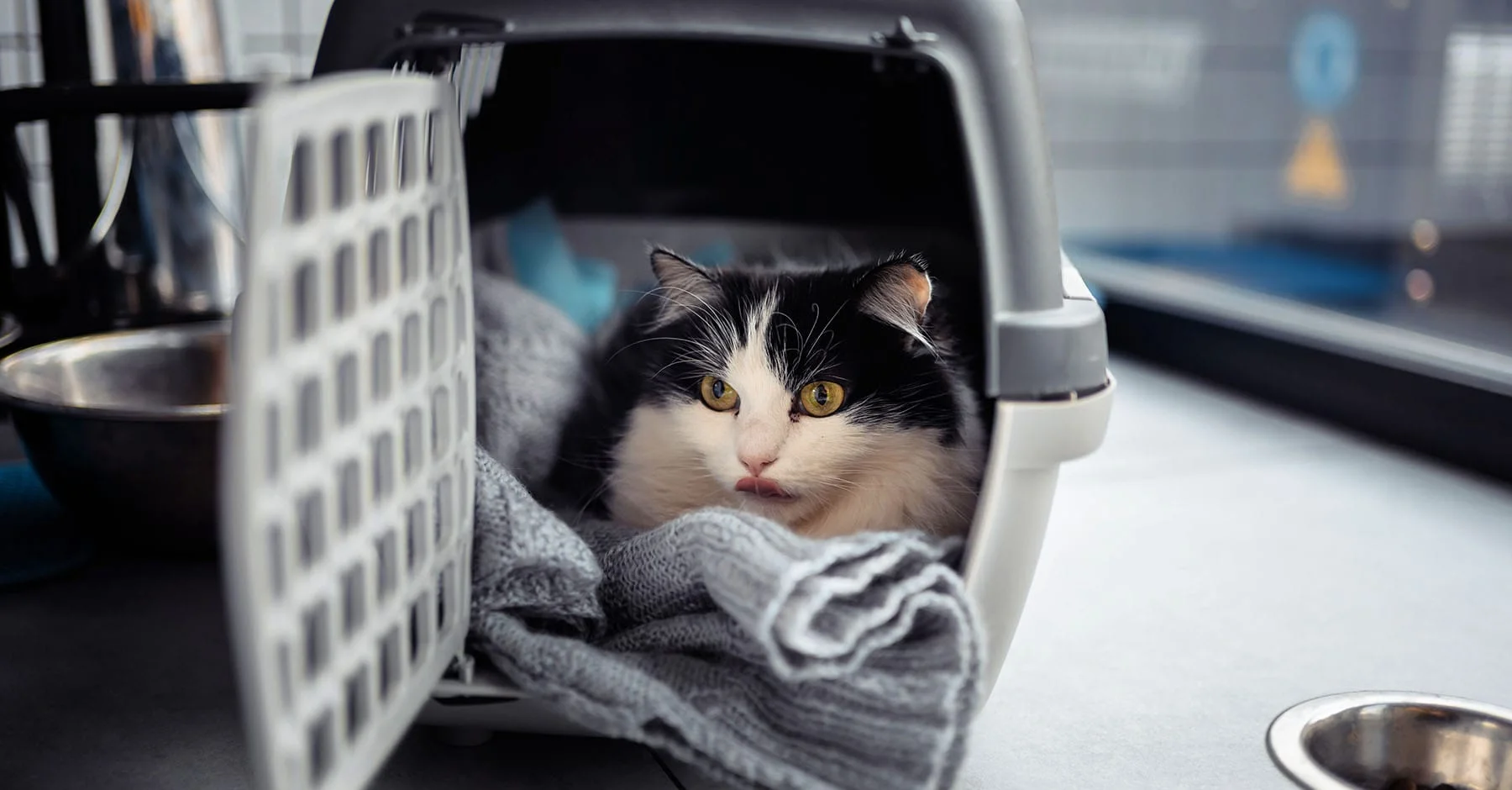 Как перевезти кошку: в поезде, самолете или машине? | KITEKAT™️
