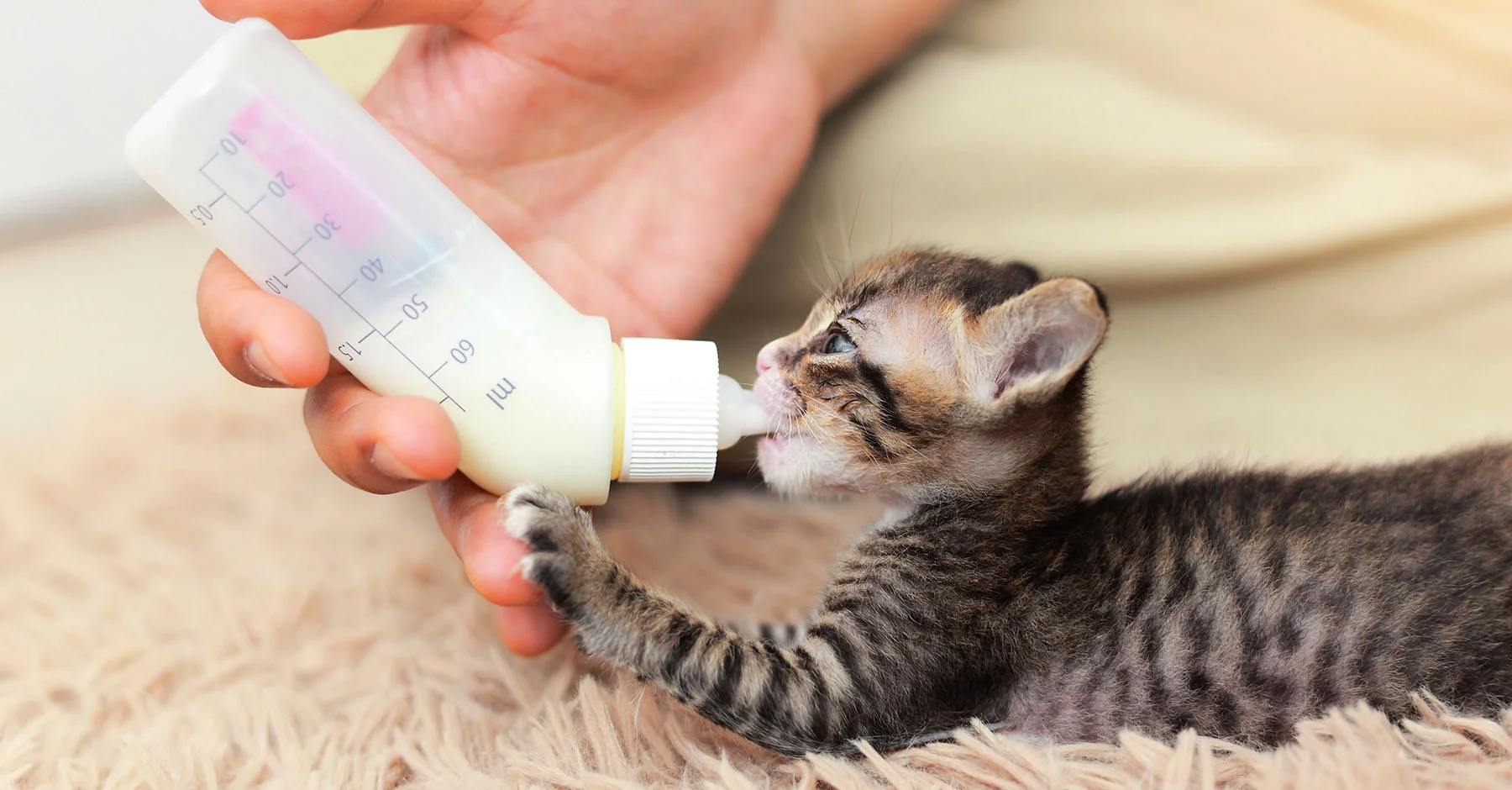 Можно ли поить котенка молоком 