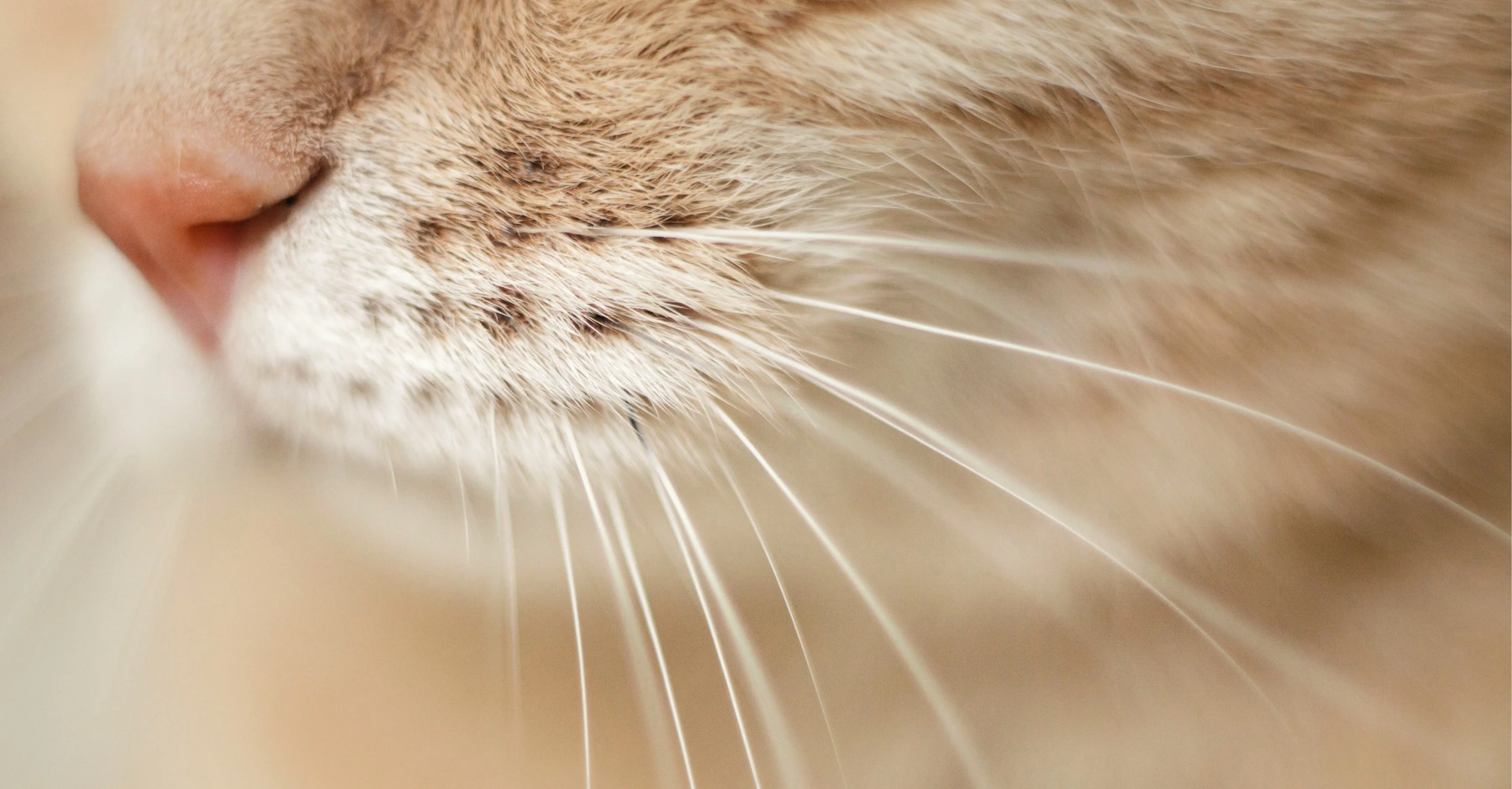 Строение кошачьих усов